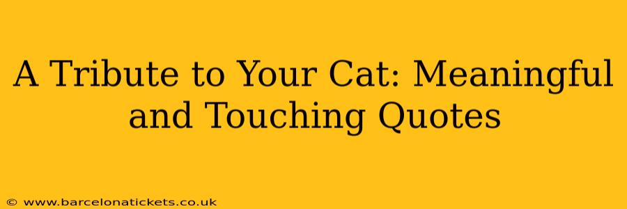 A Tribute to Your Cat: Meaningful and Touching Quotes