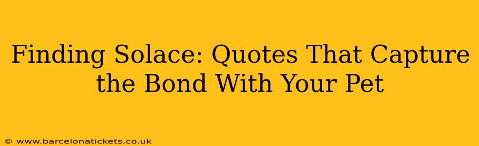 Finding Solace: Quotes That Capture the Bond With Your Pet