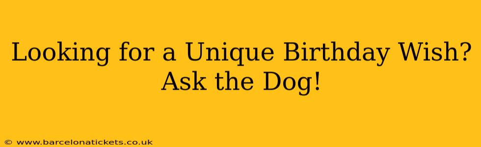 Looking for a Unique Birthday Wish? Ask the Dog!